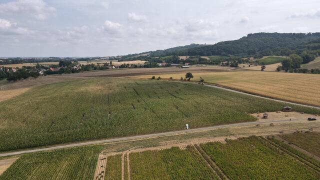 Maislabyrinth Strecker zwischen Eschelbach und Kesselfeld