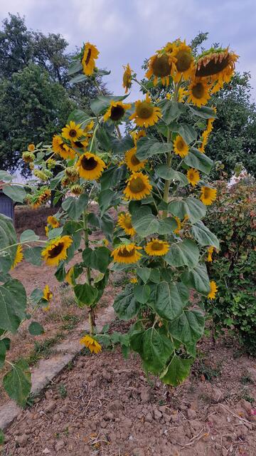 Sonnenblume Neuenstein/Klumpenhof