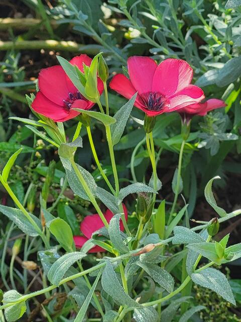 Bei der Heiligenberg-Alm wächst der Rote Lein. | Foto: Christa Klinge