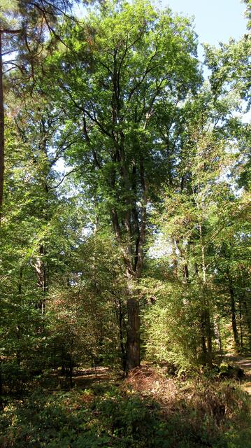 Das ist der ganze Baum