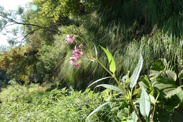 Im Hinzergrund Hängende Segge, vorne die Krautschicht mit viel Indischem Springkraut, das als Neophyt das gelbblühende Echte Springkraut und andere heimischen Arten verdrängt.