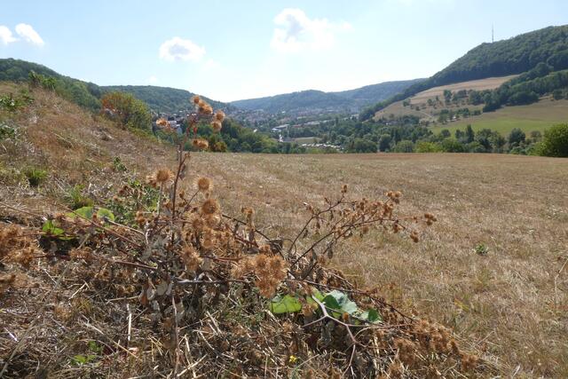 Überall zeugt die dürre Vegetation von der nun schon wochenlang andauernden Trockenheit.