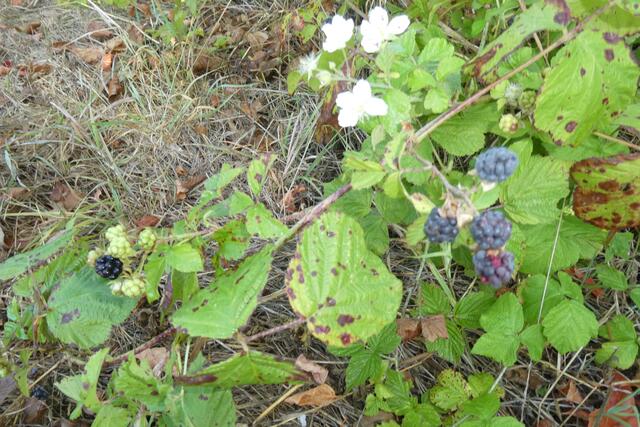 Sowohl im Schluchtwald als auch im Tal kann man üppige Brombeersträucher mit bereits reifen Beeren erkennen.