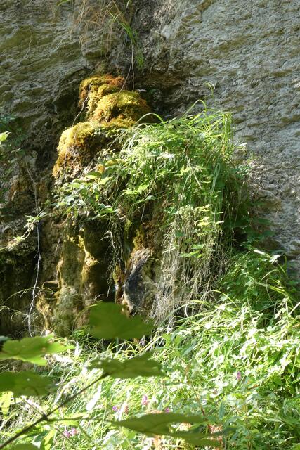 Hier nochmals aus der Nähe.  Wenn aus diesem Sinterpolster Wasser tropft, entstehen kleine Tropfsteine und darunter wieder neue Sinterpolster, auf denen Moos,vor allem das Brunnenlebermoos wächst.