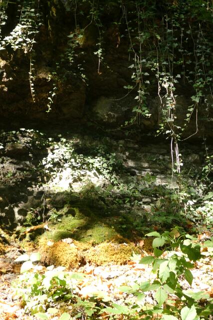 Hier ist bereits unter einem überhängenden Sintergestein ein neuer gelber Sinter entstanden, der aus mit Kalk überkrusteten Ästchen und Moos gebildet wird. Das Hellgrüne ist frisches Brunnenlebermoos.