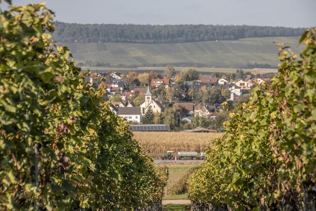 Blick durch die Weinberge auf Nordhausen