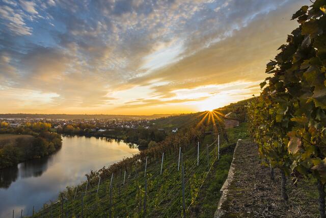 Wein und Lauffen gehört zusammen - hier die Weinterrassen mit Blick auf Kirchheim