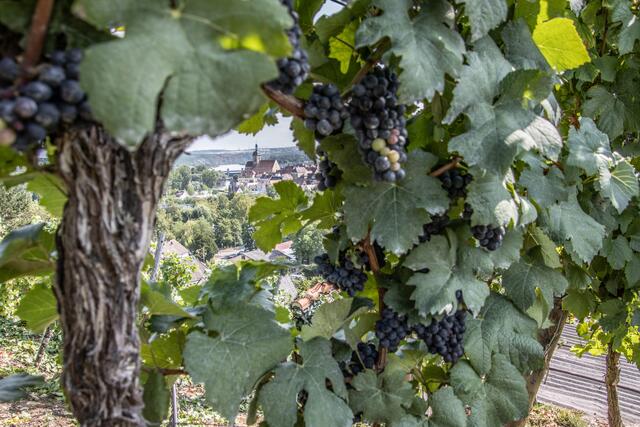 Blick durch die Lauffener Weinberge auf die Regiswindiskirche