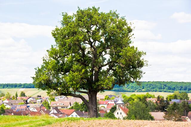 Blick auf Nordhausen mit Birnbaum