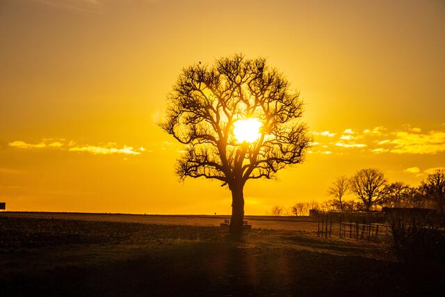 Birnbaum Nordhausen im Sonnenuntergang