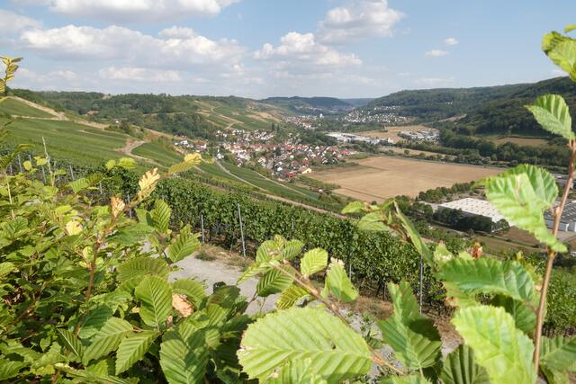 Weinberge am Criesbacher Sattel mit Panoramablick ins Kochertal.
