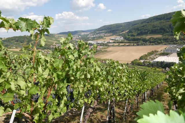 Weinberge im Kochertal vom Crtiesbacher Sattel aus.