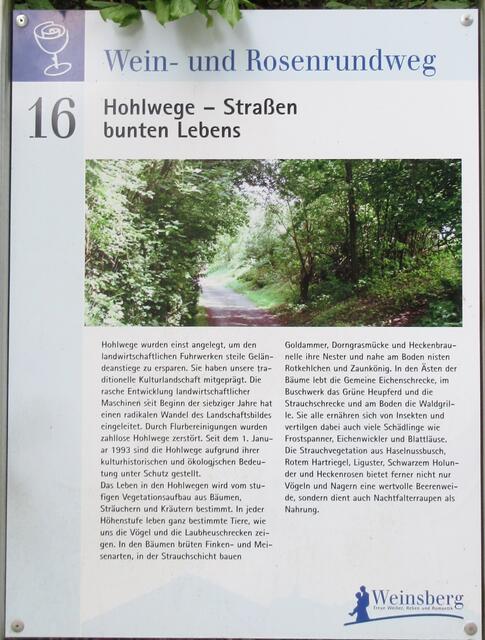 Durch diese hohle Gasse sind die Heilbronner Wanderer Richtung Autobahn. Bunt ist es hier tatsächlich, vor allem weil Hagebutten, Zwetschgen, Schlehen und vieles andere nun bald reif ist.