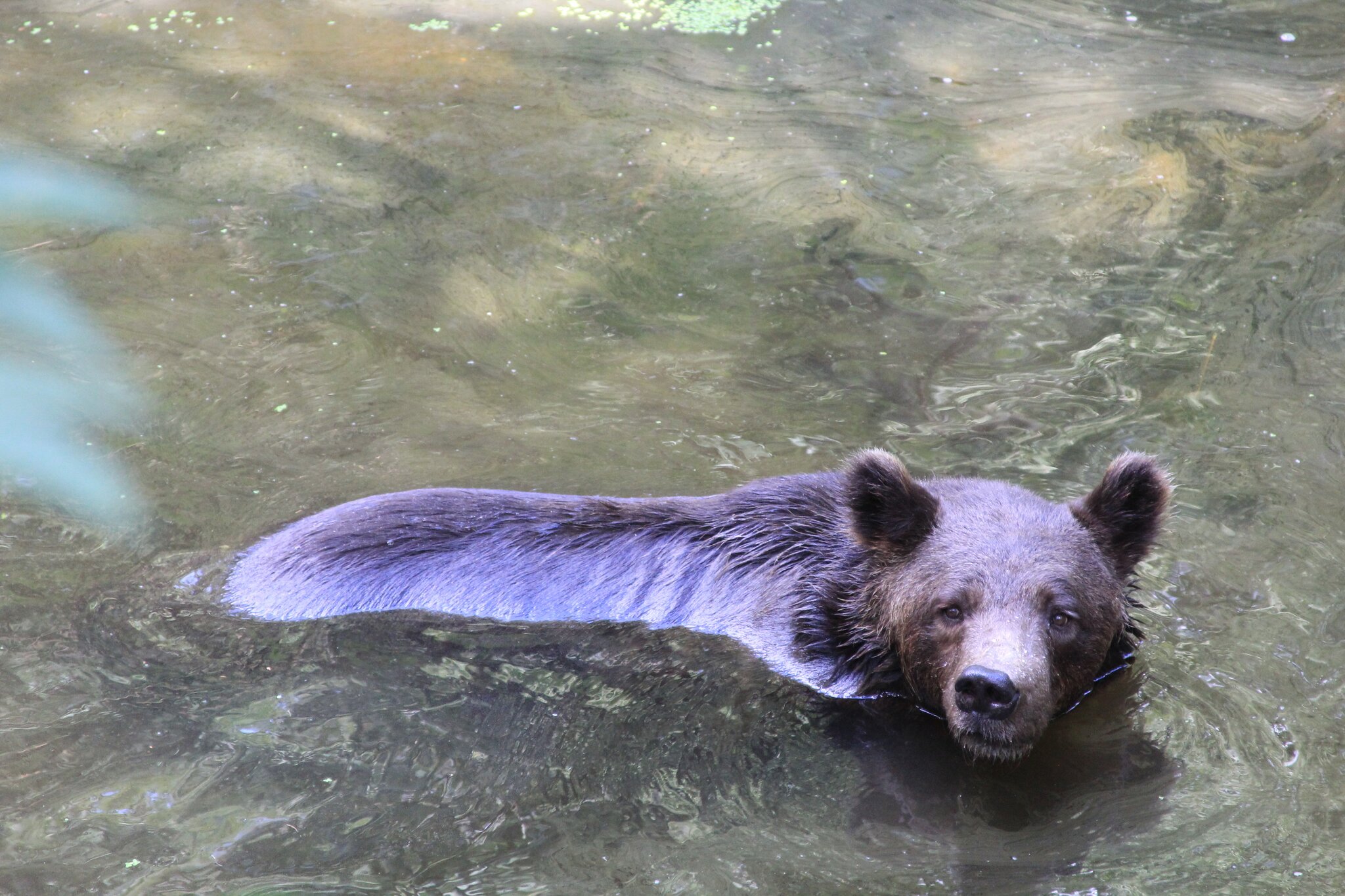 Wildpark Bad Mergentheim Wildpark Bad Mergentheim Braunsbach
