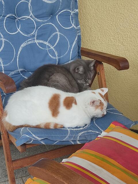 Ist aber nur eine Provokation der Chefin. | Foto: Daniela Somers