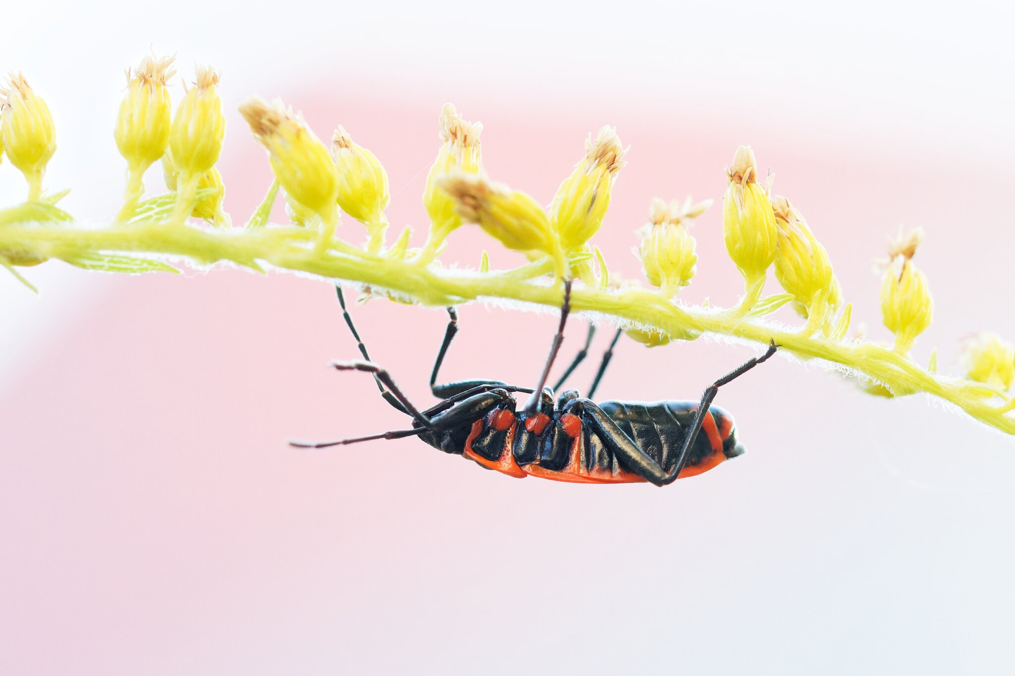 Naturwunder Gemüsegarten Heilbronn