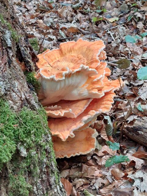 Der gemeine Schwefelporling ist -jung- essbar und schmeckt gegart nach Hühnchen. Auf englisch heißt er deshalb: Chicken of the woods.