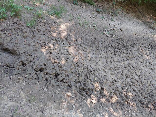 Die Suhle mit den Wildschweinspuren und Kartoffeln vor dem Regen.