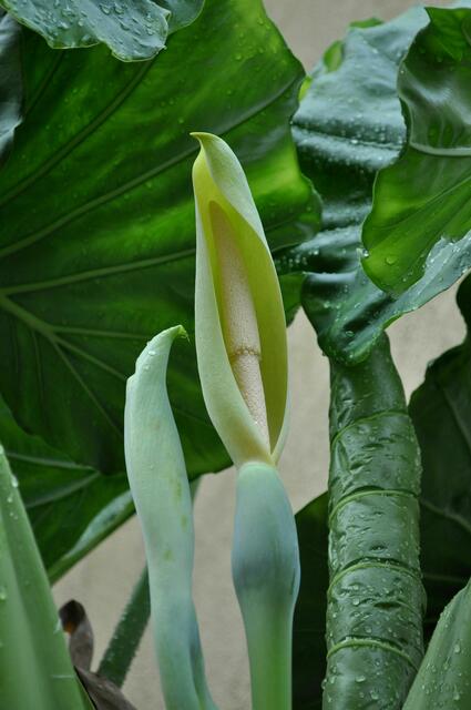 Blüte des Pfeilblatts (Alocasia). Unschwer zu erkennen gehört es in die Familie der Aronstabgewächse. | Foto: Daniela Somers