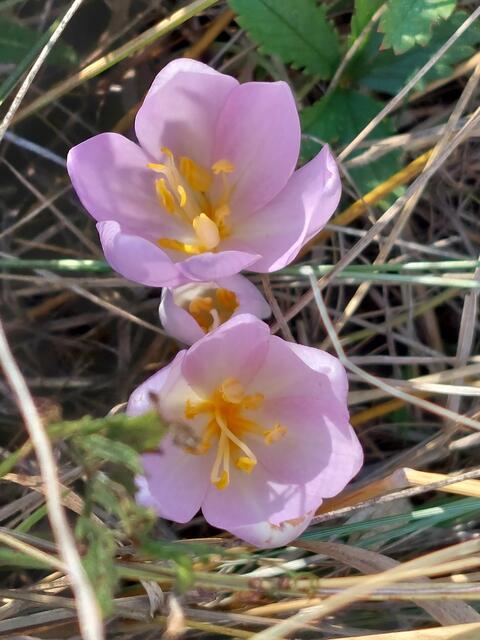 Die schönen Herbstzeitlosen kündigen den Herbst an und sind leider sehr giftig, weshalb sie zur Giftpflanze des Jahres 2010 gewählt wurden.