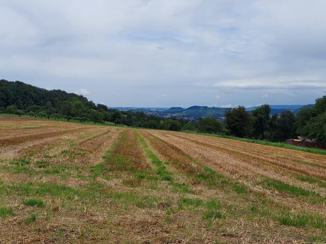 Der schöne Blick zu den Weinbergen um Bretzfeld wird genossen.