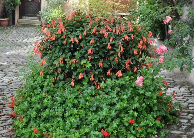 Fuchsiepracht in einem Kübel | Foto: Daniela Somers