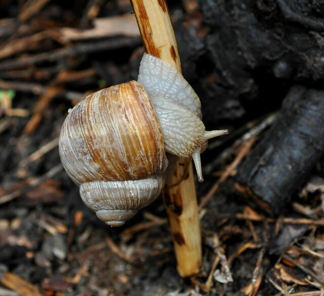 Weinbergschnecke versucht sich im Poledance. | Foto: Daniela Somers