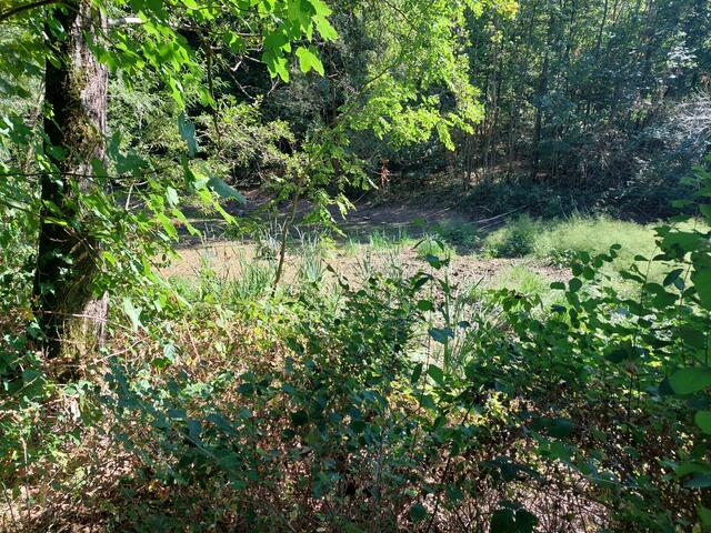 Gräser erobern den ausgetrockneten See.