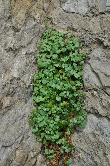 Zimpelkraut (Cymbalaria muralis) gehört zu den Wegerichgewächsen. Hier wächst es an einer Mauer. | Foto: Daniela Somers