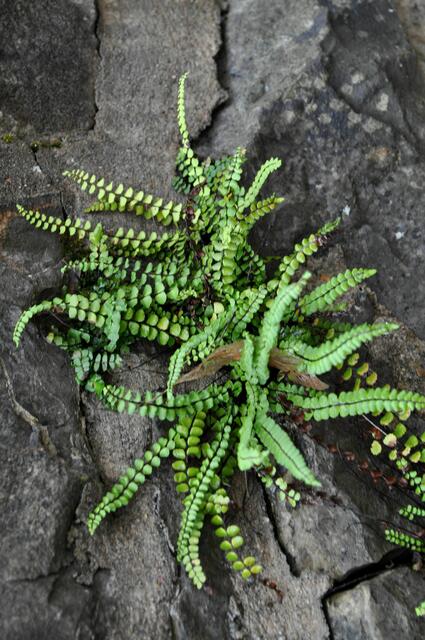 Braunstieliger Streifenfarn (Asplenium trichomanes). Wächst direkt in der Mauer. Auch so ein Überlebenskünstler | Foto: Daniela Somers