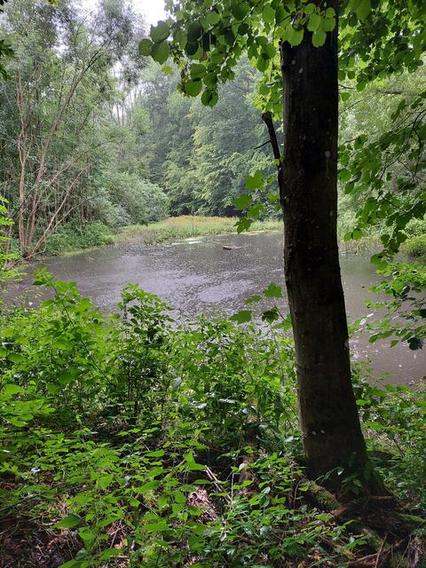 So sah der Waldsee im August 2021 aus- bei Regen.