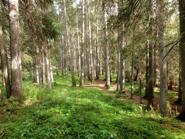 Und über diesen wundervollen Weg ging es für uns nach Lech hinein. Er heißt Parcourweg, weil ich ein Sportparcour verläuft, an den Bäumen findet man aber auch das Zeichen des Lechwegs.
