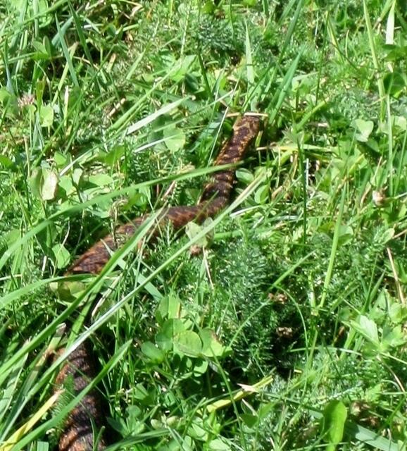 Die Kreuzotter lag direkt am Weg, kroch aber dann gleich von mir weg in die Wiese hinein.
