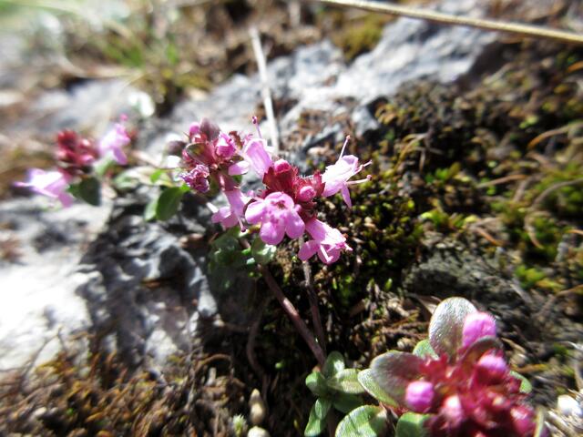 Thymian