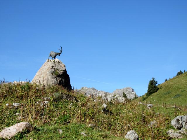 Kaum startet der Weg, trifft man auch schon auf das Denkmal für das Steinwild