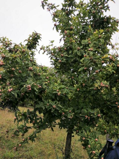 Ein üppig tragender Mispelbaum