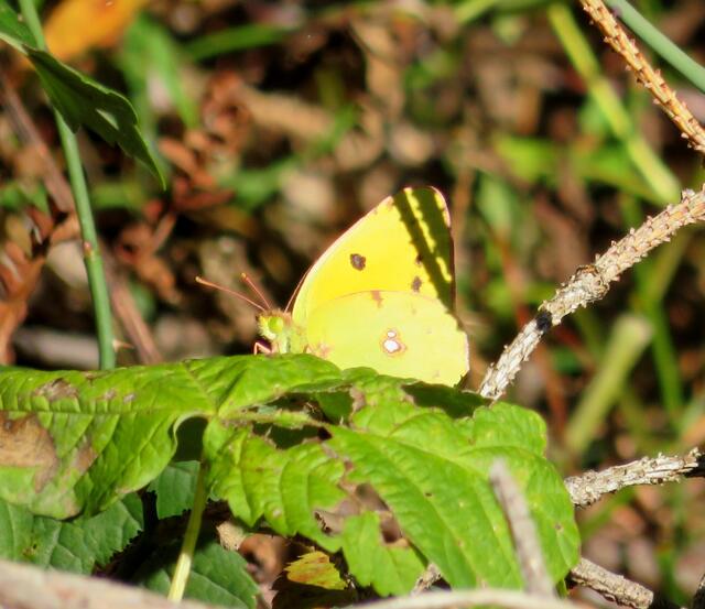 Goldene Acht oder Hufeisengelbling. Beides erstaunlich es im Heilbronner Wald anzutreffen. | Foto: Aurelia Kling