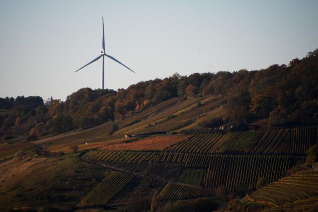 Weinberge bei Ingelfingen
