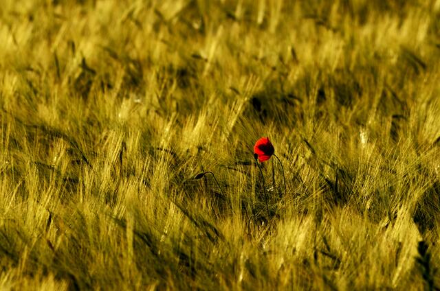 Mohnblume bei Garnberg