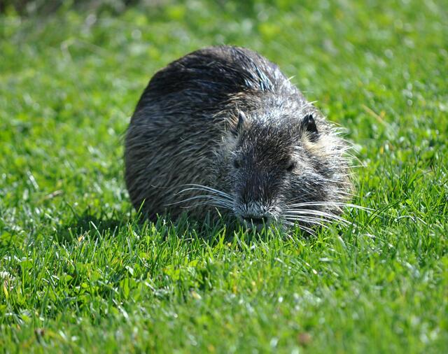junger Nutria | Foto: Daniela Somers