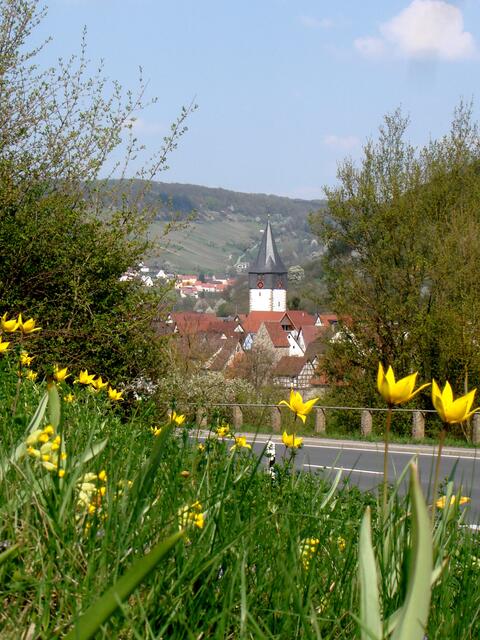 Seltene Pflanzen: Wildtulpen in Niedernhall stehen unter Naturschutz