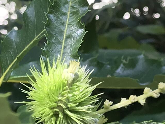 Hier kann man gut die Entwicklung der Blüte zur stacheligen Fruchthülle sehen