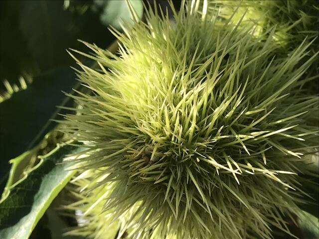 Wie ein Igel :-)