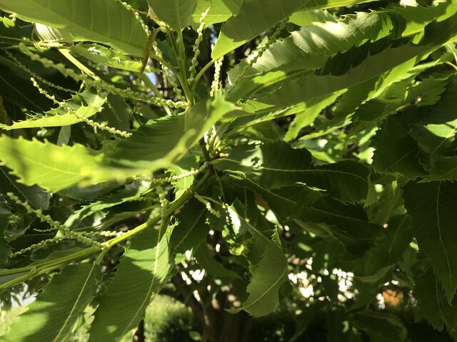 Die Blüten im Mai