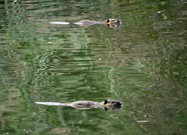 Nein, keine Spiegelung :-)) | Foto: Daniela Somers