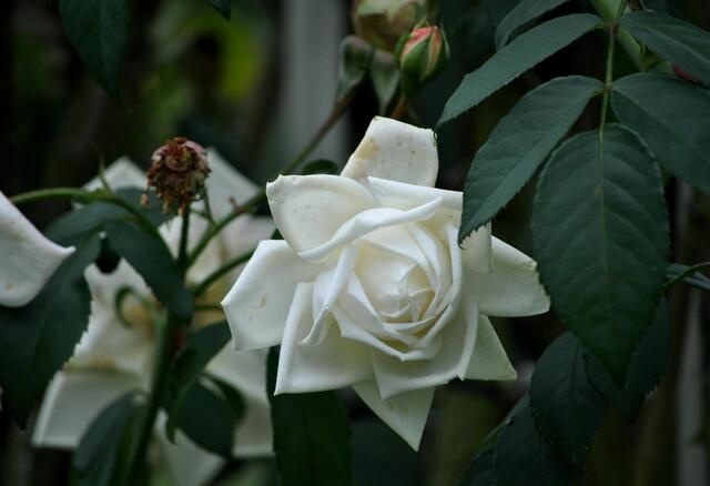 Weiße Schönheit | Foto: Daniela Somers