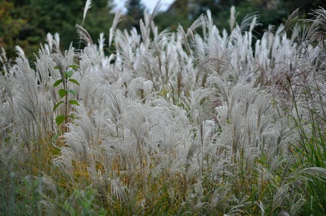 Gräser-wunderschön | Foto: Daniela Somers