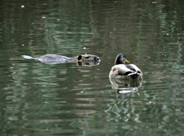 Friedliches Miteinander | Foto: Daniela Somers