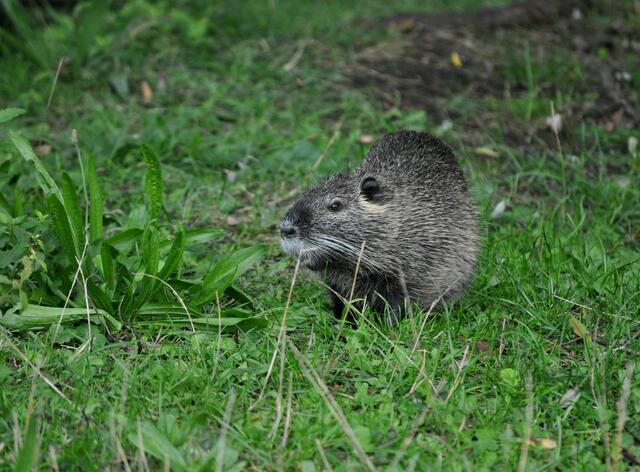 Junges Nutria | Foto: Daniela Somers