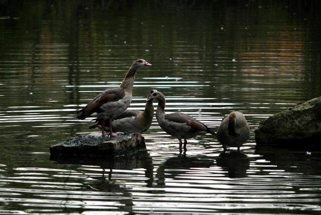 Nilgänse | Foto: Daniela Somers